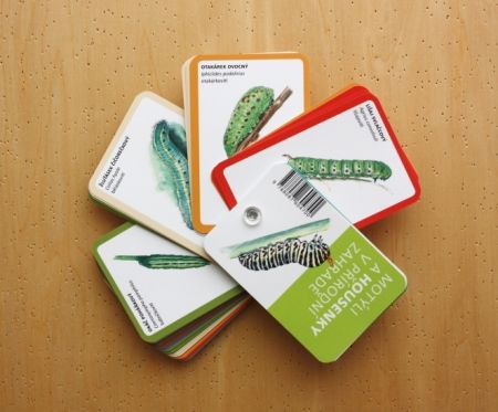 Motýli a housenky v přírodní zahradě