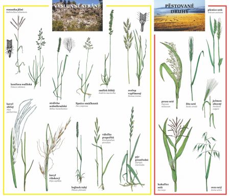 Naše nejhojnější trávy