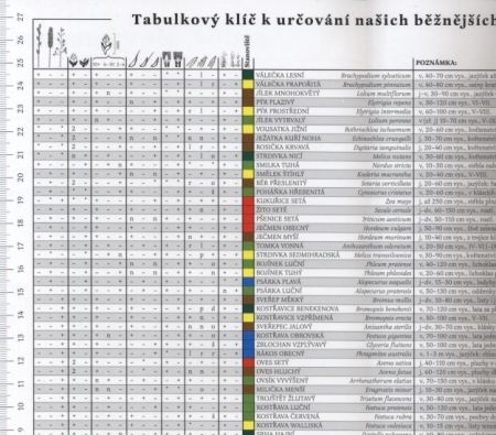 Naše nejhojnější trávy