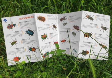 Atlas brouků