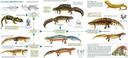 Klíč k určování obojživelníků