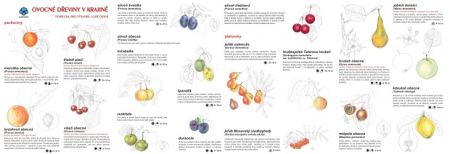 Ovocné dřeviny v krajině