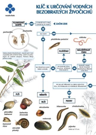 Klíč k určování vodních bezobratlých 