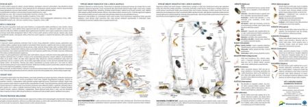 Klíč k určování vodních bezobratlých 