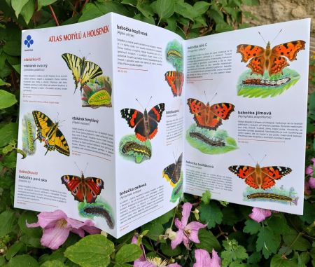 Atlas motýlů a housenek