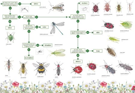 Klíč k určování lučních bezobratlých 