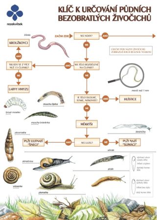 Klíč k určování půdních bezobratlých 