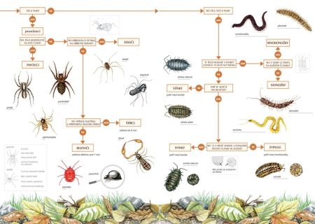 Klíč k určování půdních bezobratlých 