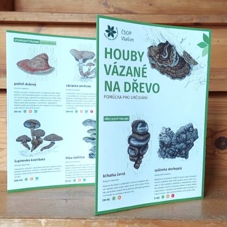 Houby vázané na dřevo