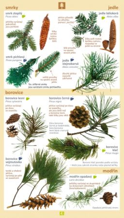 Stromy a keře v našich zahradách a lesích 