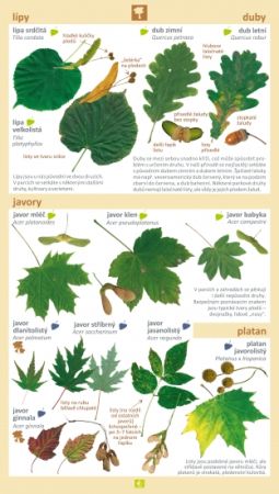 Stromy a keře v našich zahradách a lesích 