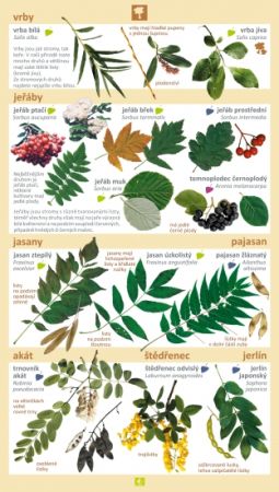 Stromy a keře v našich zahradách a lesích 