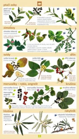Stromy a keře v našich zahradách a lesích 