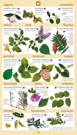 Stromy a keře v našich zahradách a lesích 