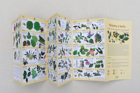 Stromy a keře v našich zahradách a lesích 