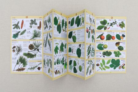 Stromy a keře v našich zahradách a lesích 