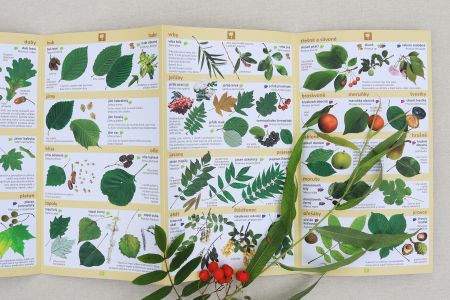 Stromy a keře v našich zahradách a lesích 