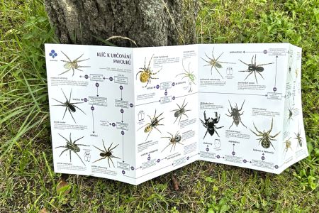 Klíč k určování pavouků