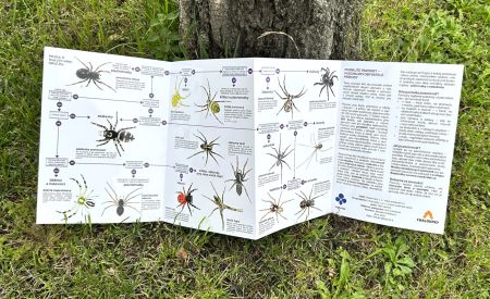 Klíč k určování pavouků