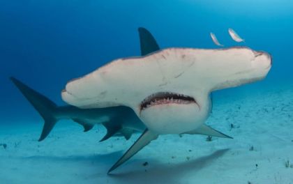 Ruční foto projektor - Žraloci