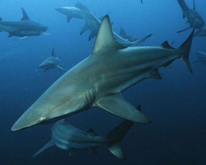 Ruční foto projektor - Žraloci