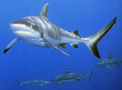 Ruční foto projektor - Žraloci