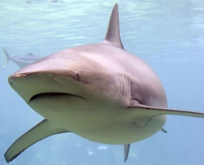 Ruční foto projektor - Žraloci