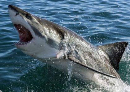 Ruční foto projektor - Žraloci