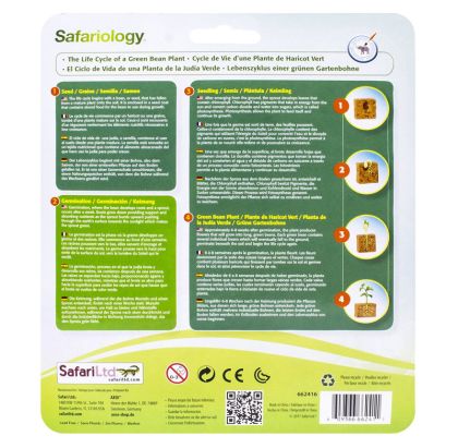 Safari, Životní cyklus - Zelená fazole