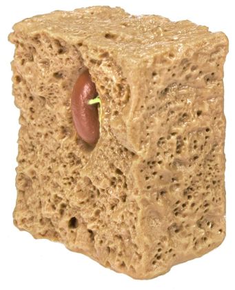 Safari, Životní cyklus - Zelená fazole