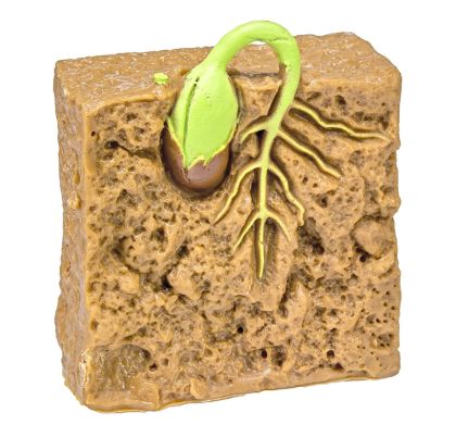 Safari, Životní cyklus - Zelená fazole