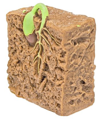 Safari, Životní cyklus - Zelená fazole