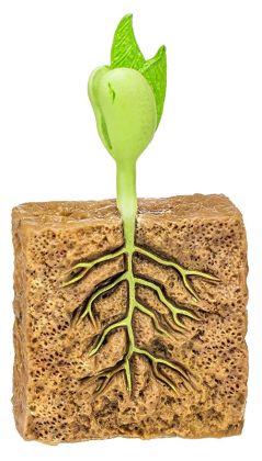 Safari, Životní cyklus - Zelená fazole