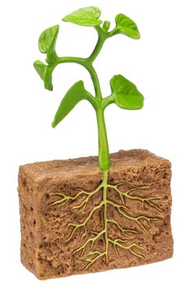 Safari, Životní cyklus - Zelená fazole