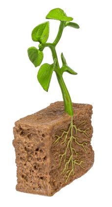 Safari, Životní cyklus - Zelená fazole