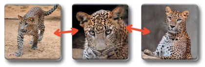 Pexetrio Loto-trio Zvířata v ZOO 1