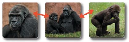 Pexetrio Loto-trio Zvířata v ZOO 1