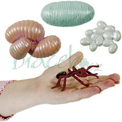 Vzdělávací sada Životní cyklus - Mravenec