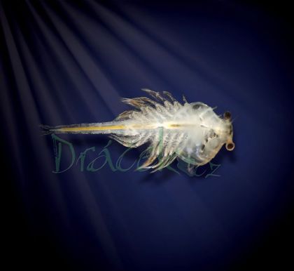 Vodní dráčci - náhradní sada vajíček a krmení