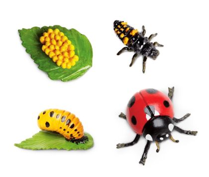 Safari, Životní cyklus - Beruška