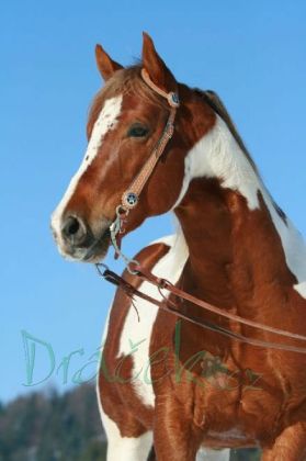 Ruční foto projektor - Koně