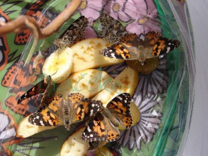 Vzdělávací přírodovědná sada Motýlí pavilon (6-10 housenek)