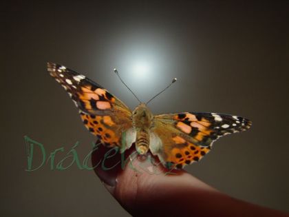 Vzdělávací přírodovědná sada Motýlí pavilon (6-10 housenek)