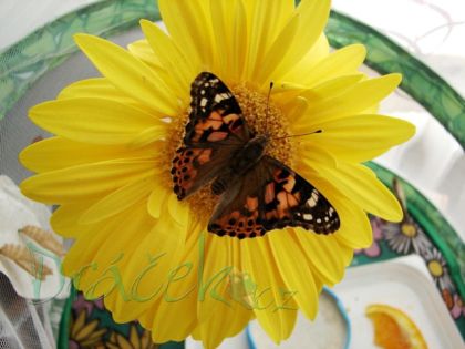 Vzdělávací přírodovědná sada Motýlí pavilon (6-10 housenek)