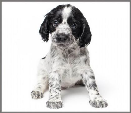 Ruční foto projektor mazlíčci