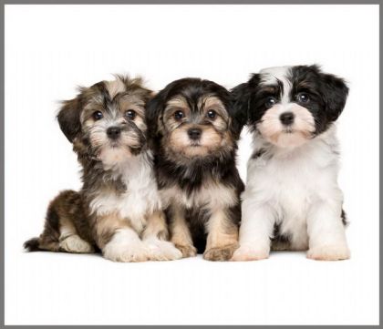 Ruční foto projektor mazlíčci