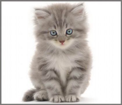 Ruční foto projektor mazlíčci