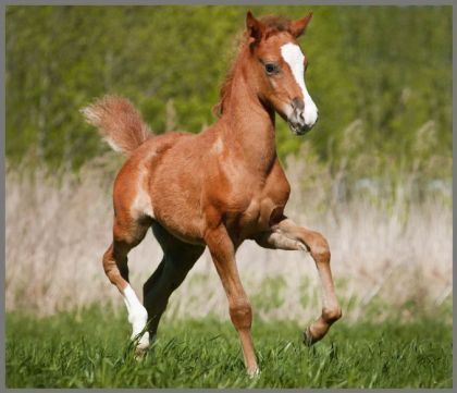 Ruční foto projektor mazlíčci