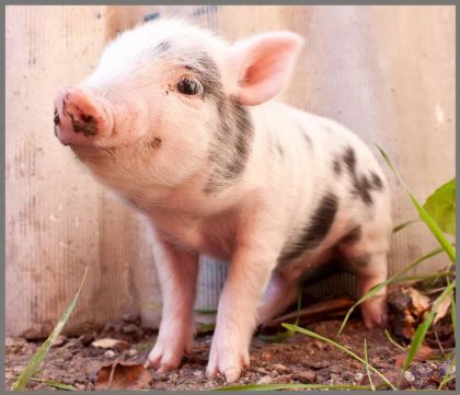 Ruční foto projektor mazlíčci