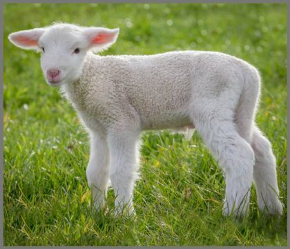 Ruční foto projektor mazlíčci